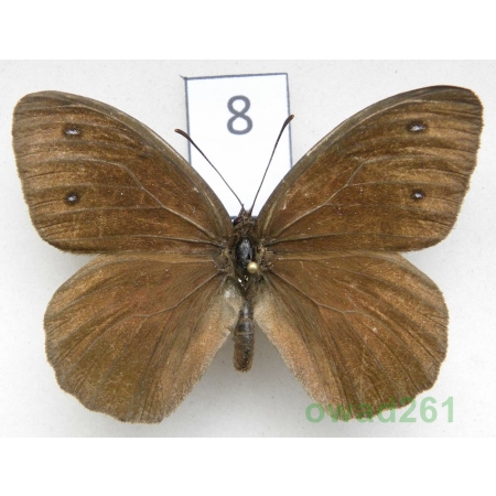 Satyrus ferula (Fabricius, 1793) Croatia8